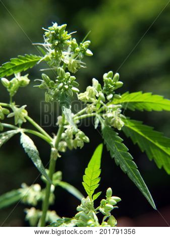 Cannabis Plant Pollen Sacs