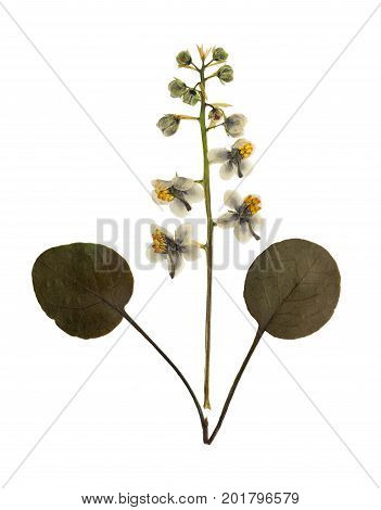 Pressed and dried flowers pyrola with leaf pear isolated on white background. For use in scrapbooking floristry (oshibana) or herbarium.