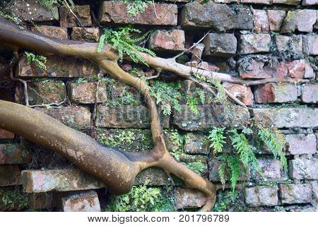 Tree Grew Out Of Brickwork