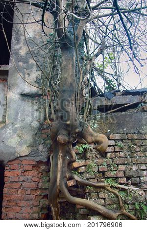 Tree Grew Out Of Brickwork