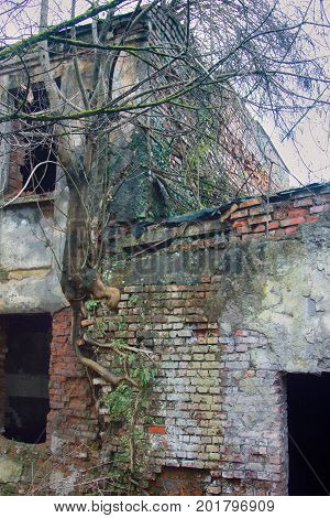 Tree Grew Out Of Brickwork