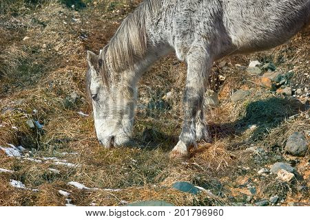 Asian Feral Horse.