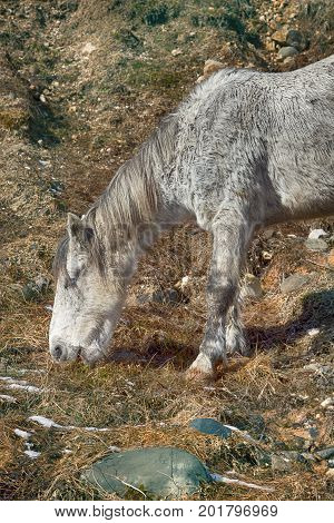 Asian Feral Horse.