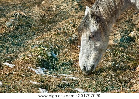 Asian Feral Horse.