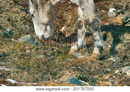 Asian Feral Horse.