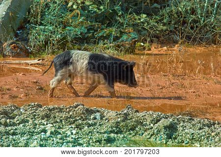 Pigs Are Free-living In The Caucasus