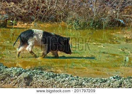 Pigs Are Free-living In The Caucasus