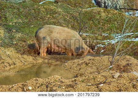 Pigs Are Free-living In The Caucasus