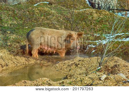 Pigs Are Free-living In The Caucasus