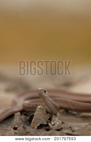 This small harmless brown snake is commonly found after rains.