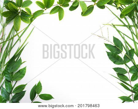 Set of tropical green leaves border isolated on white background