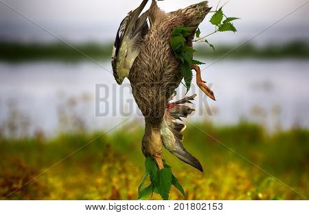 Methods Of Temporary Preservation Of Game Fowl