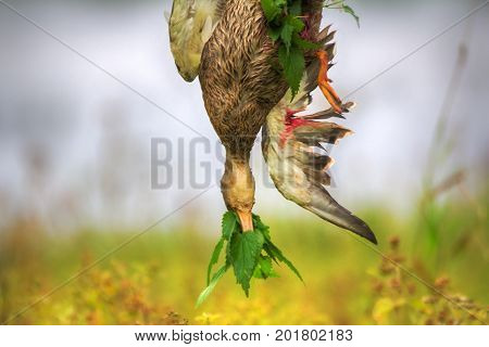 Methods Of Temporary Preservation Of Game Fowl