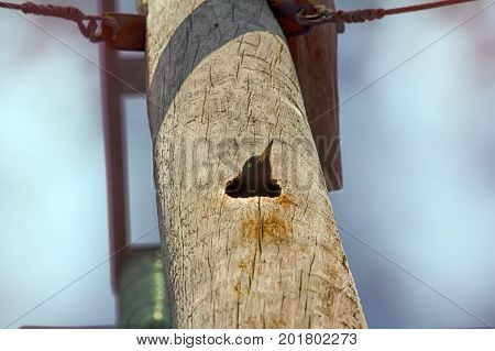 Black Woodpecker Hollows Hollow