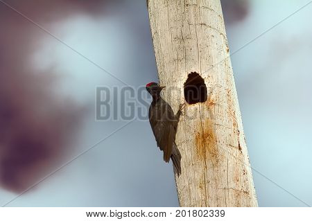 Black Woodpecker Hollows Hollow