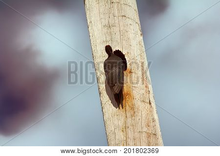 Black Woodpecker Hollows Hollow