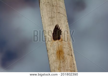 Black Woodpecker Hollows Hollow