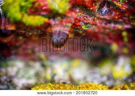 Background, Macro. Surface Of Stone, Lichens And Water Drops