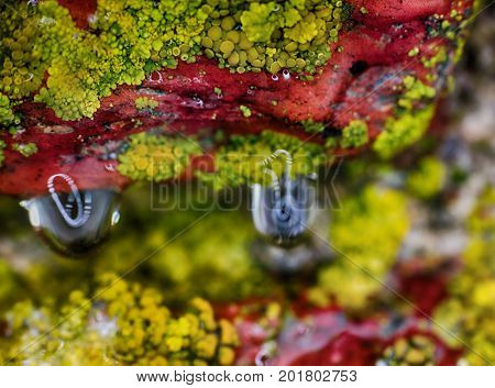 Background, Macro. Surface Of Stone, Lichens And Water Drops