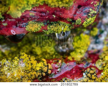 Background, Macro. Surface Of Stone, Lichens And Water Drops