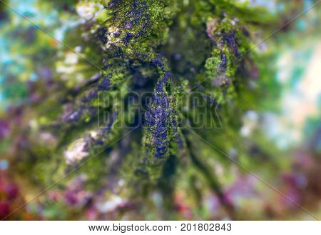Background, Macro. Surface Of Stone, Lichens And Water Drops