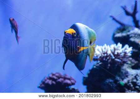 Blue Faced Angelfish Pomacanthus Xanthometopon