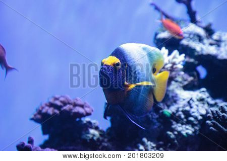 Blue Faced Angelfish Pomacanthus Xanthometopon