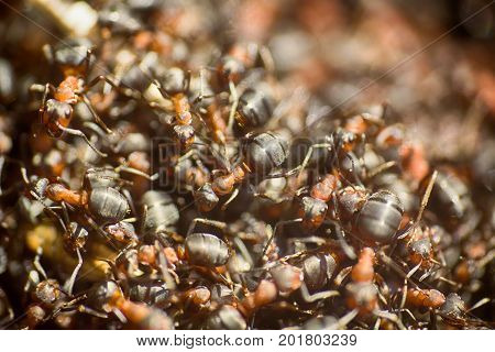 Ants Moving In Anthill Marco