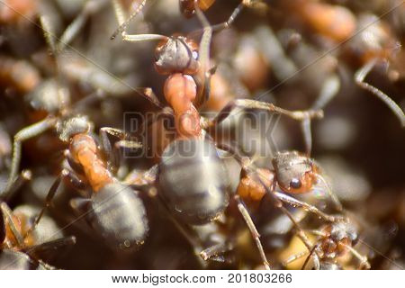 Ants Moving In Anthill Marco