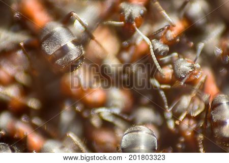 Ants Moving In Anthill Marco