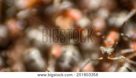 Ants Moving In Anthill Marco