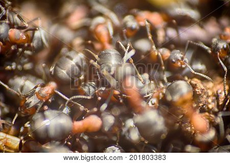 Ants Moving In Anthill Marco