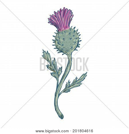 Drawing sketch style illustration of Scottish Thistle a flowering plant with sharp prickles in the family Asteraceae on isolated background.