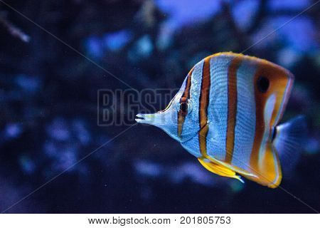 Copper-banded Butterflyfish, Chelmon Rostratus