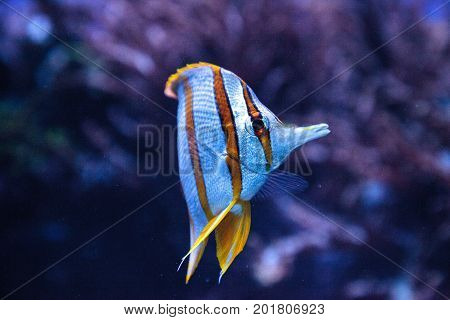 Copper-banded Butterflyfish, Chelmon Rostratus