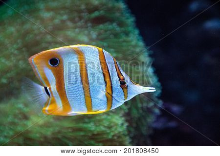 Copper-banded Butterflyfish, Chelmon Rostratus