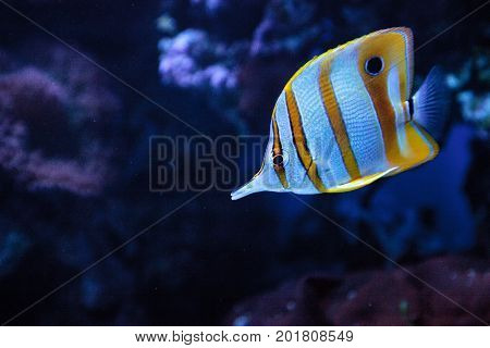 Copper-banded Butterflyfish, Chelmon Rostratus