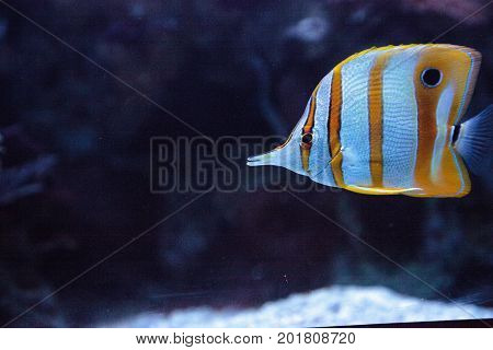 Copper-banded Butterflyfish, Chelmon Rostratus