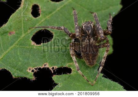 image of a Ghost spider (Neoscona Punctigera)
