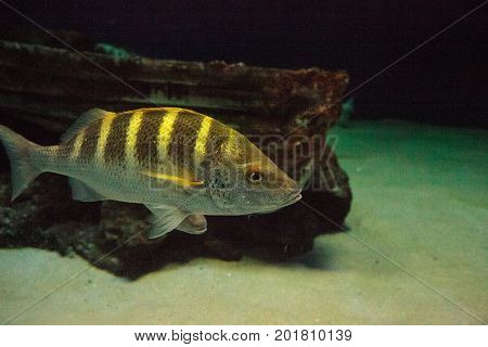 Graybar Grunt Fish Haemulon Sexfasciatum