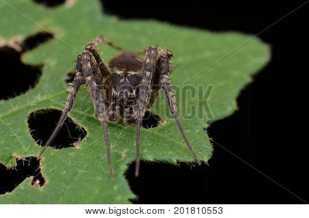 image of a Ghost spider (Neoscona Punctigera)