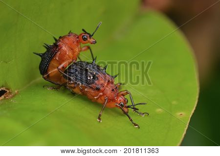 image of a spiny leaf rolling weevils mating on green leaf