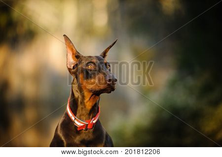 Red and tan Doberman PInscher dog portrait