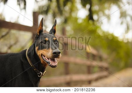 Doberman PInscher dog portrait along fenced path