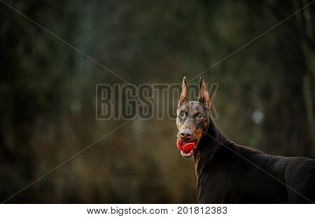 Doberman PInscher dog holding red tennis ball