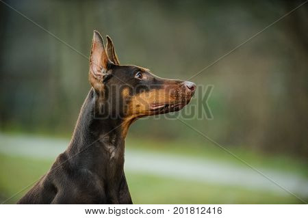 Doberman PInscher dog portrait with cropped ears