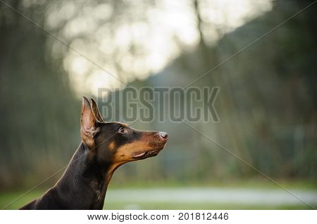 Red and tan Doberman PInscher dog portrait
