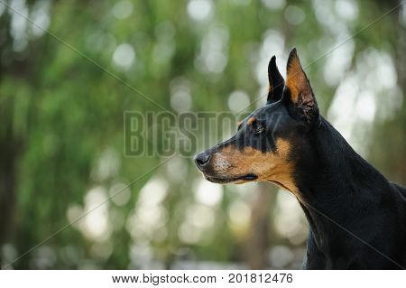 Black and tan Doberman PInscher dog portrait