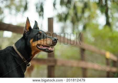 Black and tan Doberman PInscher dog portrait