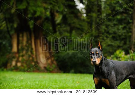 Doberman PInscher dog standing by big forest